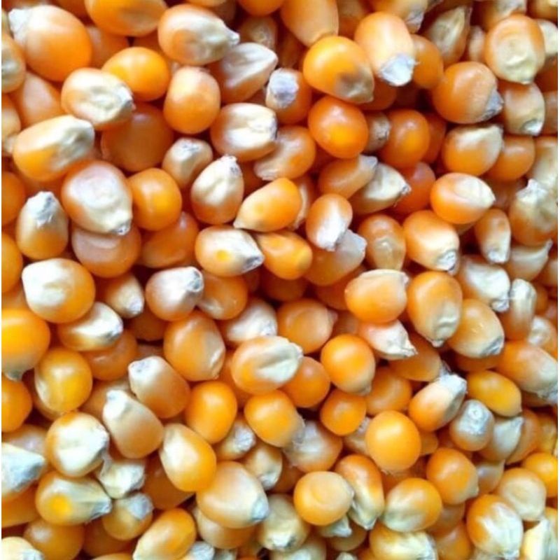 Biji Jagung kering